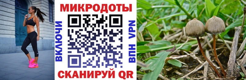 Купить закладки  Калуга  Галлюциногенные грибы Psilocybe 